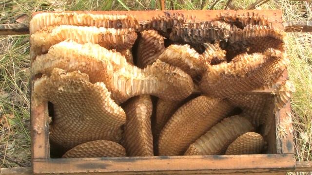 ОСНОВЫ ЕСТЕСТВЕННОГО ПЧЕЛОВОДСТВА. Дух пчелинной семьи. смотреть онлайн