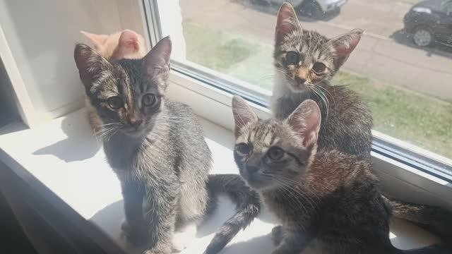 Котята