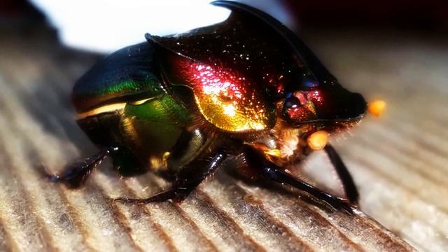 Rainbow Scarab Beetle and Babies (Phanaeus vindex) смотреть онлайн