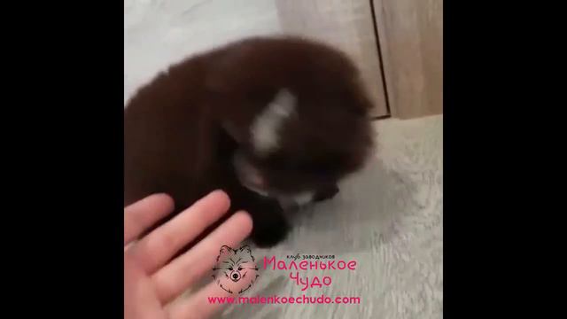 Номер 12046 Шпиц померанский мальчик шоколад смотреть онлайн