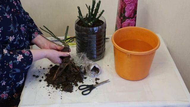 РОЗЫ С ОТКРЫТОЙ КОРНЕВОЙ СИСТЕМОЙ. СПОСОБ СОХРАНЕНИЯ ДО ВЫСАДКИ В ОТКРЫТЫЙ ГРУНТ. смотреть онлайн