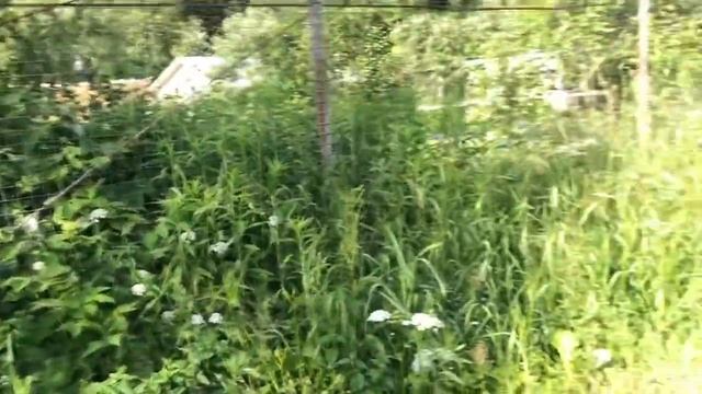 Обзор дачи в июне 2020. Огород, дровня, песочница, обшивка. смотреть онлайн