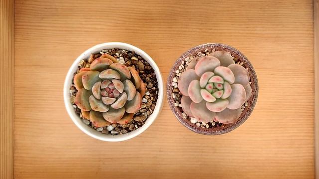 Cougar Garden Soil : Girls next door Ep.4 Echeveria Ariel смотреть онлайн