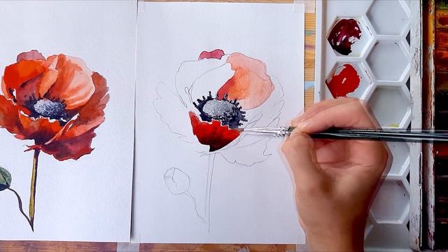 Анемон акварелью - Акварель для начинающих - Как нарисовать цветы акварелью поэтапно