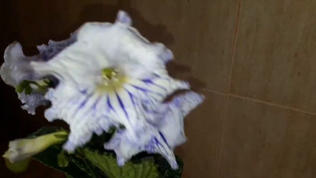 Стрептокарпус DS-Гималаи смотреть онлайн