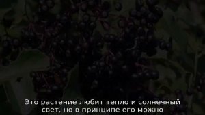 Бузина черная: описание, сфера применения, где растет