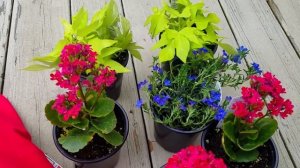 Jewel Tones Planter!