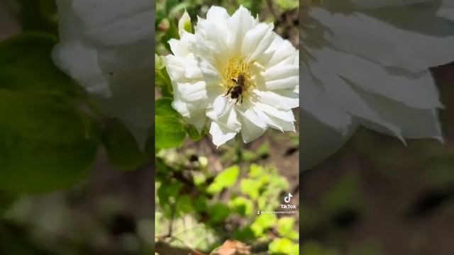 Клематис Duchess of Edinburgh.       #клематис #квіти #біліквіти #flowers