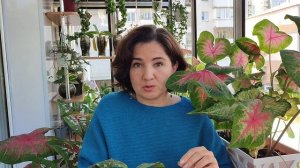 Реанимация хойи Ундулаты. мой опыт