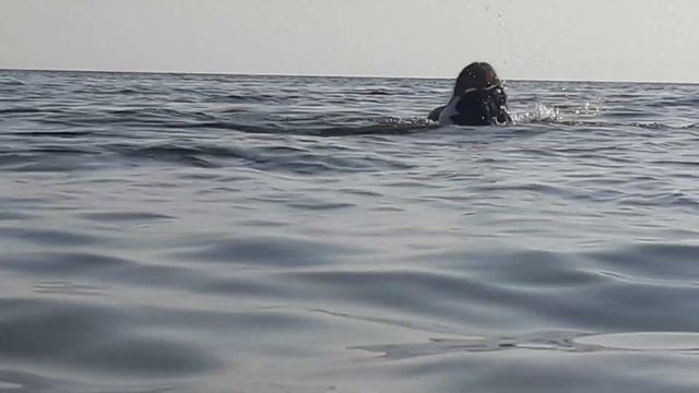 Загира Ан - Нассир , чемпион Ркф и чемпион среди Алабаев по плаванию . смотреть онлайн