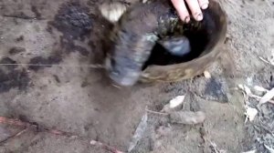 Налим на закидушку.