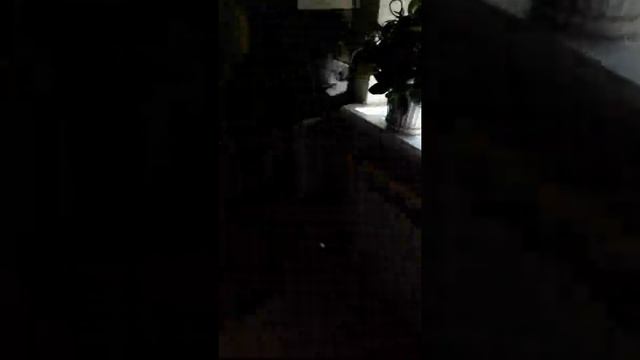 ВЛОГ : Гороховый суп?Наш попугай неразлучник Лимон и кошка Лизка! смотреть онлайн