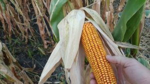 Обзор демо поля кукурузы от Syngenta и KWS. Кукуруза 2021.