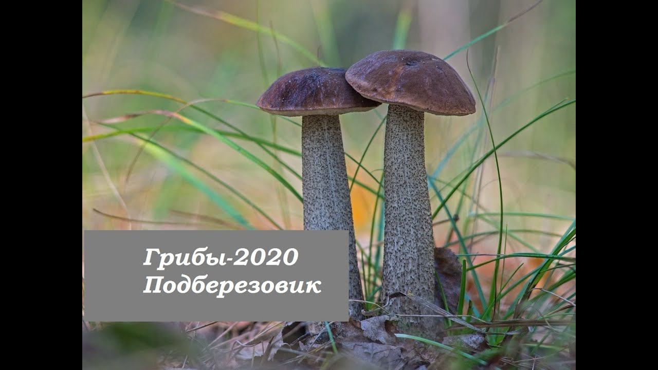Грибы-2020.Подберезовик смотреть онлайн