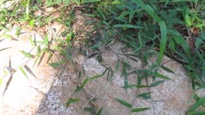 Растение съело девушку