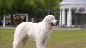 Мареммо-Абруццкая овчарка - большие белые мишки