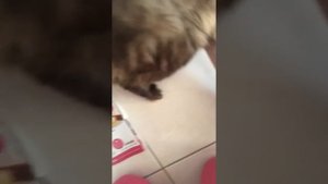 Правильно отжимать у кошки мочевой. Способ 2.