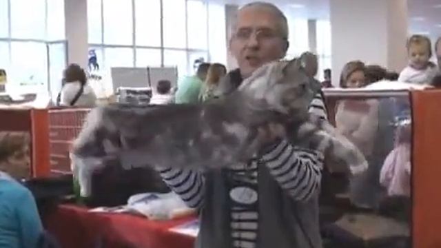 Кошачья порода Мейн кун