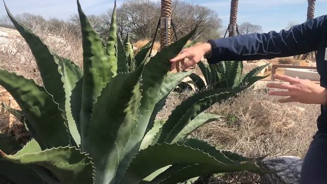 Agave - Fran de la Mota смотреть онлайн
