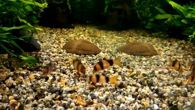 140 L, Labeo bicolor, Botia macracantha, Ancistrus dolichopterus смотреть онлайн