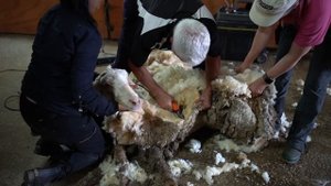 'Overgrown 'Baarack' the Sheep Loses 78-Pound Wool Fleece Before and After