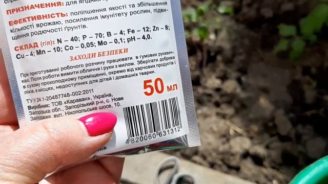 Курчавость персика. Когда, чем и как обработать. смотреть онлайн