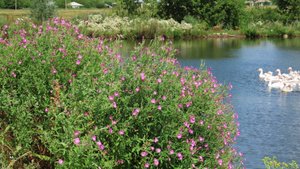 Кипрей болотный и трехреберник непахучий