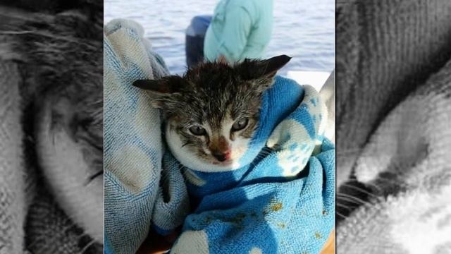 Люди услышали звук тормозившего авто, а потом заметили, как что-то слетело с моста и упало в воду!