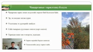 ЧАЦАРГАНА (HIPPOPHAE RHAMNOIDES L.)-ИЙГ ТАРИМАЛЖУУЛАХ, АРЧИЛГАА