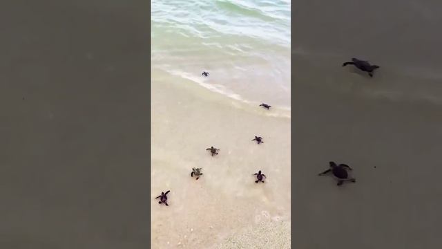 Heron Island, Queensland, Australia #shorts