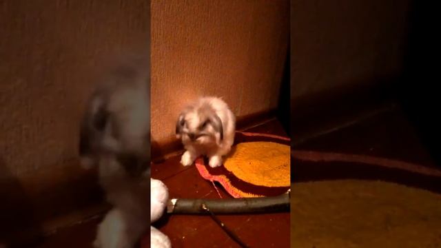 Кролик декоративный вислоухий чистит уши, умывается, очень круто)) смотреть онлайн