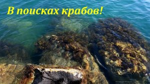 В поисках крабов! ?ЛАЗАРЕВСКОЕ СЕГОДНЯ?СОЧИ.