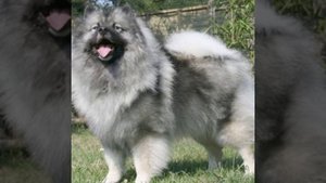 Вольфшпиц (КЕЕСХОНД). Плюсы и минусы породы