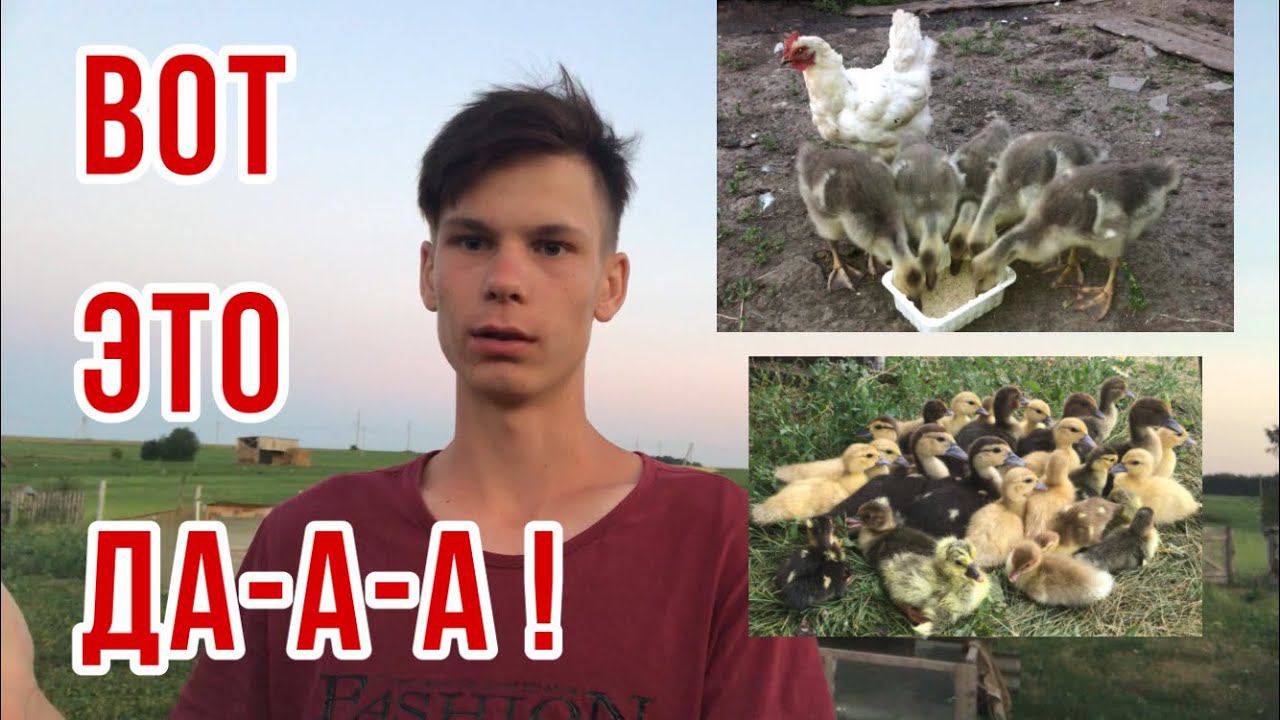 Удивительная курица с Гусятами / Вывод никак не закончатся / Индоутка вывела гусят