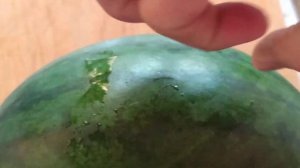 Арбуз Шуга деликата. Отличная сохранность вкус и аромат... Всë идеально!