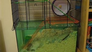 Gerbil Timelapse - Chewing Stuff