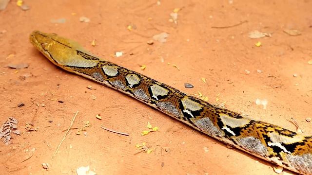 COBRA GIGANTE FICA EM APUROS, veja o que aconteceu! смотреть онлайн