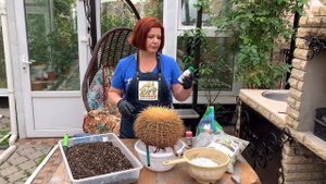 Пытаюсь выходить эхинокактус Грузони