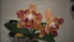 Домашнее цветение орхидеи Голд Страйп Phal.Fullers Gold Stripes