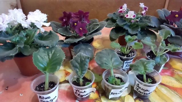 КАК БЫСТРО УКОРЕНИЛИСЬ ЧЕРЕНКИ ФИАЛОК !ДАЛИ ДЕТОК ! смотреть онлайн