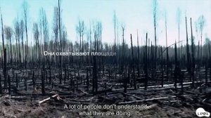 Живёт дерево — живёт и человек / Art Against Fire, Forest Fire Prevention