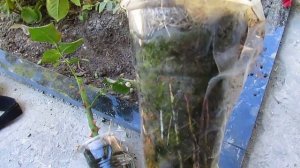 Как вырастить розу своими руками. Высадка воздушных отводок роз. Как подготовить их к посадке