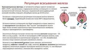 Биохимия. Лекция 32. Метаболизм железа