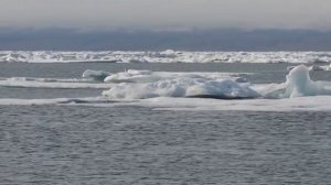 остров Врангеля