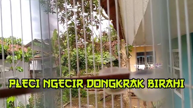 BURUNG PLECI BETINA NGECIR AMPUH UNTUK DONGKRAK BIRAHI PLECI JANTAN || PLECI BETINA MEMANGGIL JANTA