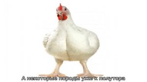 Несут ли бройлеры яйца