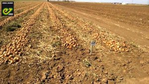 Опыт выращивания луков в Волгоградской области.