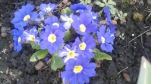 Первоцветы на моих клумбах