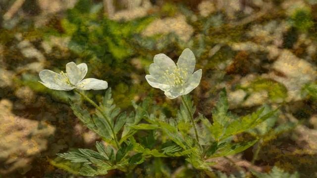 Владивосток, Русский остров, багульник смотреть онлайн
