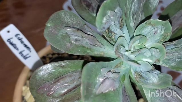 Echevéria Baron Bold e Echevéria Madiba , duas fofuchas da minha coleção ! смотреть онлайн